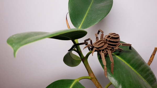 Was taugt die IBES Dschungelshow?