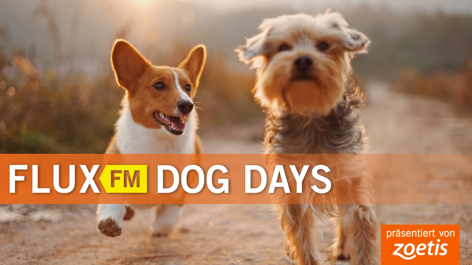 FluxFM DOG DAYS - Die Hundewoche mit Zoetis FluxFM DOG DAYS - Die Hundewoche mit Zoetis