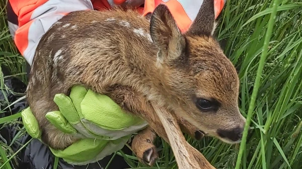 Rehkitz-Retter Thomas Dobrosch im FluxFM Interview, © Rettungshundestaffel Barnim e.V. Rehkitz-Retter Thomas Dobrosch im FluxFM Interview, © Rettungshundestaffel Barnim e.V.