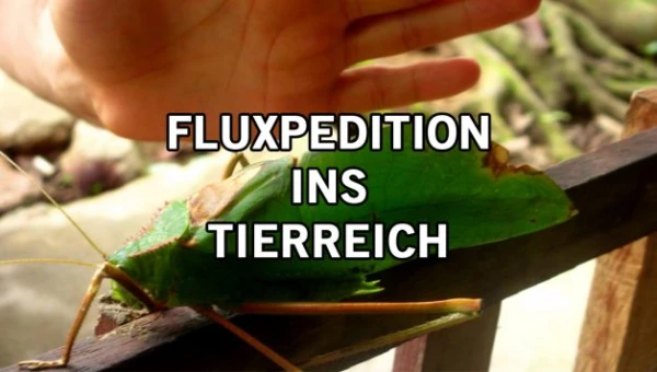 Fluxpedition ins Tierreich Fluxpedition ins Tierreich