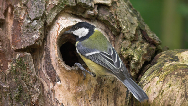 NABU-Vogelschutzexperte Martin Rümmler über die "Stunde der Gartenvögel" | Interview , © NABU/Frank Hecker Naturfotografie