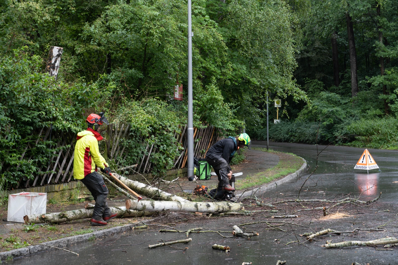 Verstümmelt und abgestorben! | Interview mit Florian Gasser über richtige Baumpflege, © Julie Thiede Verstümmelt und abgestorben! | Interview mit Florian Gasser über richtige Baumpflege, © Julie Thiede