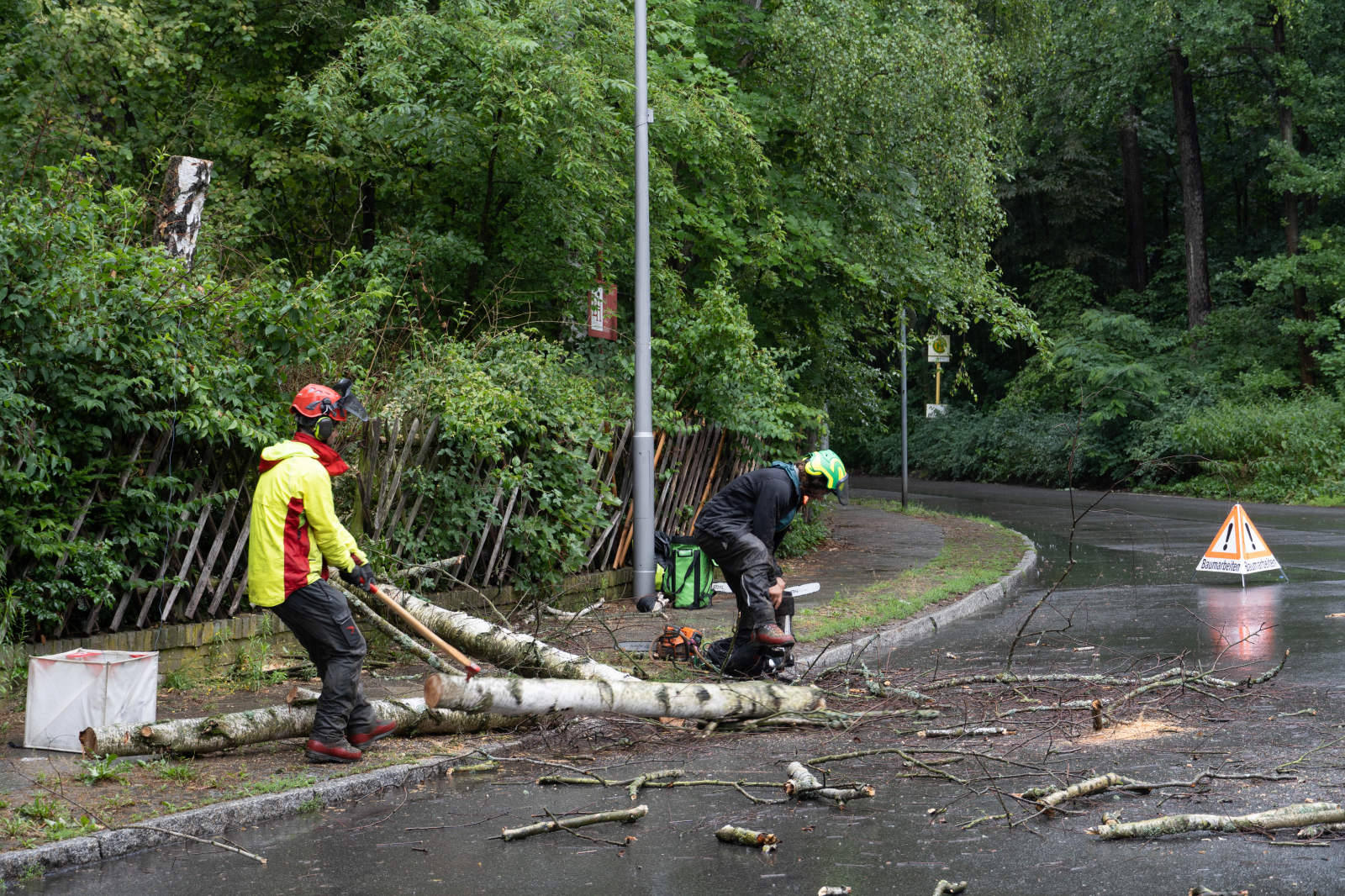 Verstümmelt und abgestorben! | Interview mit Florian Gasser über richtige Baumpflege, © Julie Thiede