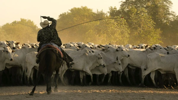 Rinderfarm in Brasilien (Symbolbild), © Pavla Vanicka/Fotolia.com, CC-Lizenz Rinderfarm in Brasilien (Symbolbild), © Pavla Vanicka/Fotolia.com, CC-Lizenz