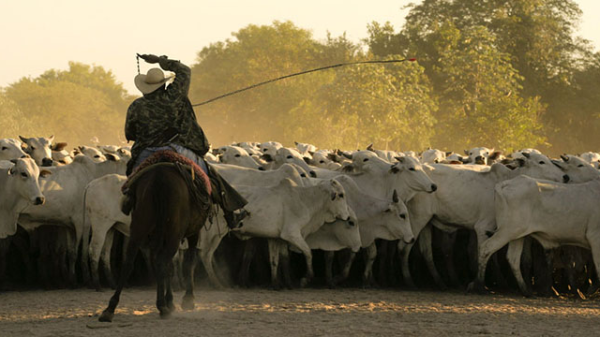 Rinderfarm in Brasilien (Symbolbild), © Pavla Vanicka/Fotolia.com, CC-Lizenz