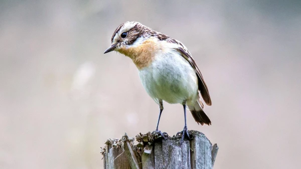 Von Braunkehlchen bis Wasserralle - Berlin deine Brutvögel | FluxFM Birdwatch, © pexels / Foto von Maria Argiroudaki Von Braunkehlchen bis Wasserralle - Berlin deine Brutvögel | FluxFM Birdwatch, © pexels / Foto von Maria Argiroudaki