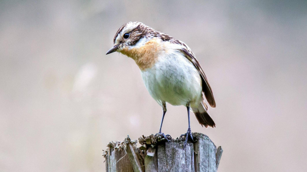Von Braunkehlchen bis Wasserralle - Berlin deine Brutvögel | FluxFM Birdwatch, ©  pexels / Foto von Maria Argiroudaki