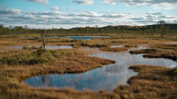 Moorforscherin Franziska Tanneberger | Durch die Woche mit ..., © unsplash/maksim shutov Moorforscherin Franziska Tanneberger | Durch die Woche mit ..., © unsplash/maksim shutov