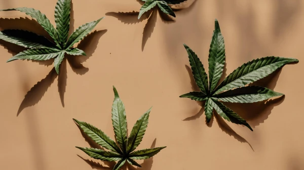 Die Entwicklung des Rauschs in der Moderne | Die FluxFM Cannabiswoche , © Alesia Kozik Die Entwicklung des Rauschs in der Moderne | Die FluxFM Cannabiswoche , © Alesia Kozik