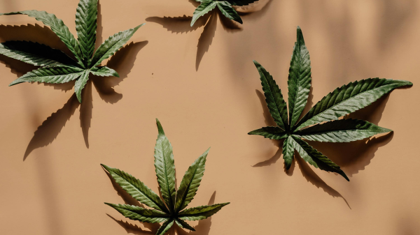 Die Entwicklung des Rauschs in der Moderne | Die FluxFM Cannabiswoche , © Alesia  Kozik