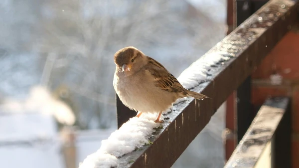 Stunde der Wintervögel | Manuel Tacke vom “Young Birders Club” im FluxFM-Interview, © Serghei Niculaev via Pexels Stunde der Wintervögel | Manuel Tacke vom “Young Birders Club” im FluxFM-Interview, © Serghei Niculaev via Pexels