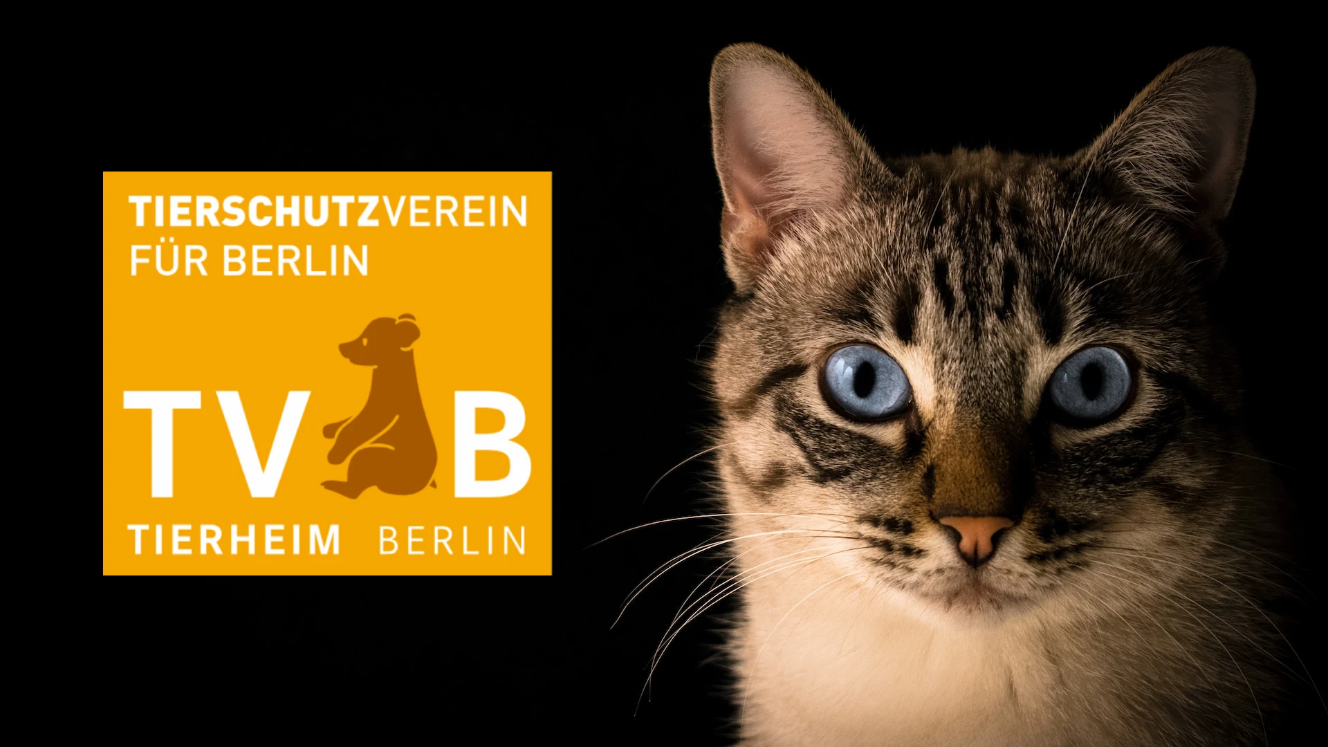 © Pacto Visual auf Unsplash / Tierheim Berlin © Pacto Visual auf Unsplash / Tierheim Berlin