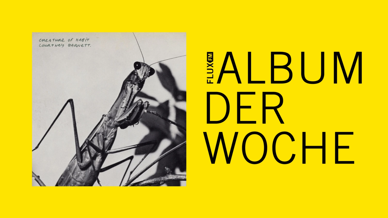 Courtney Barnett - Creature Of Habit | Album der Woche Courtney Barnett - Creature Of Habit | Album der Woche