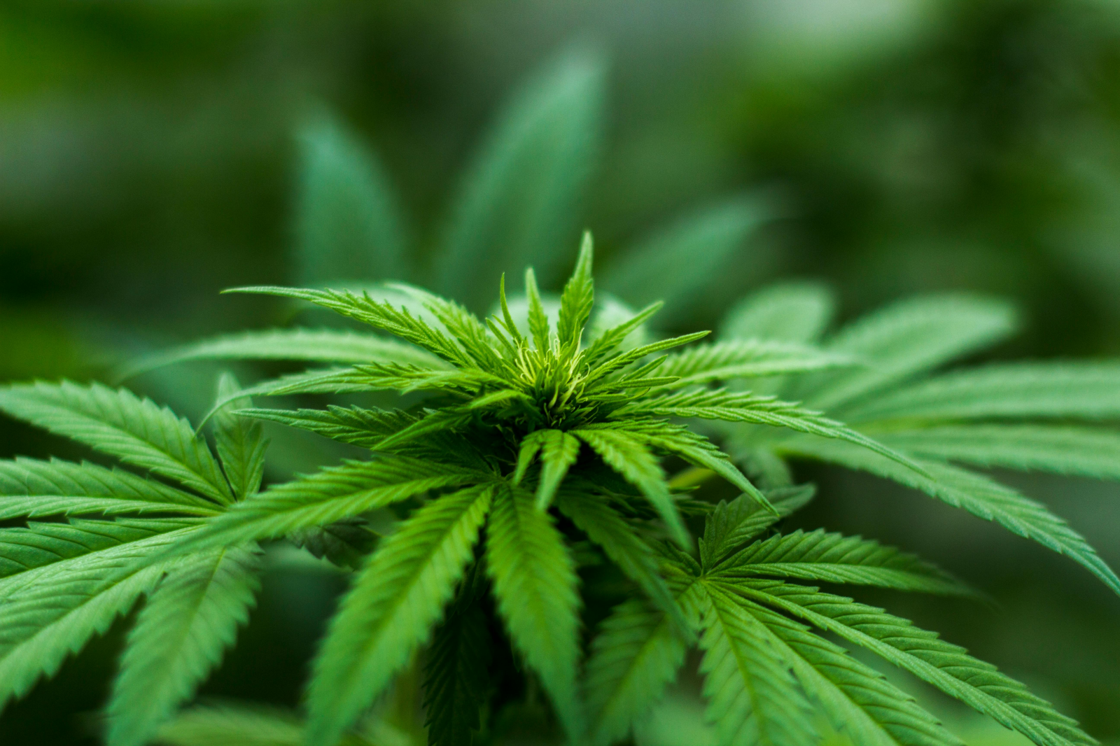 Themenwoche Cannabis, © Michael Fischer