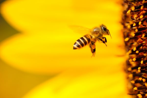 5 Tipps zum Bienenretten | Listomania