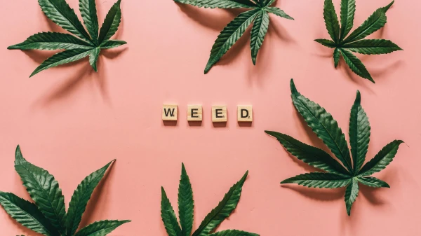 Alle Regeln im Überblick | Die FluxFM Cannabiswoche , © Alesia Kozik Alle Regeln im Überblick | Die FluxFM Cannabiswoche , © Alesia Kozik