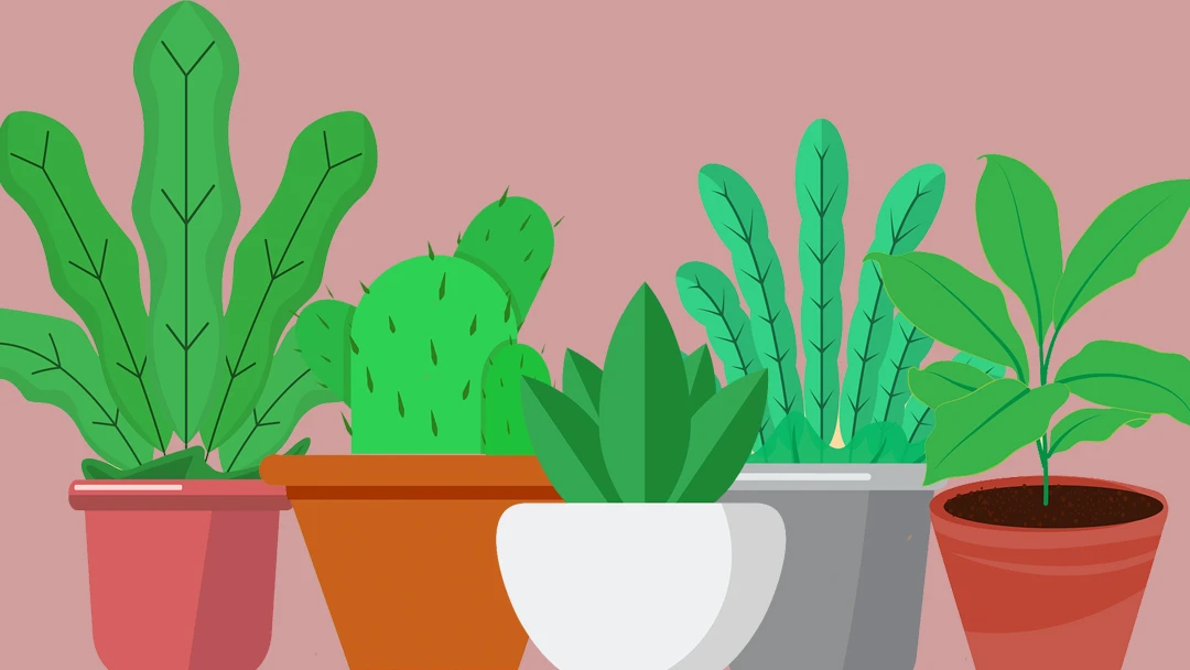 Es grünt so grün, wenn Zimmerpflanzen blühen | Spezial Es grünt so grün, wenn Zimmerpflanzen blühen | Spezial