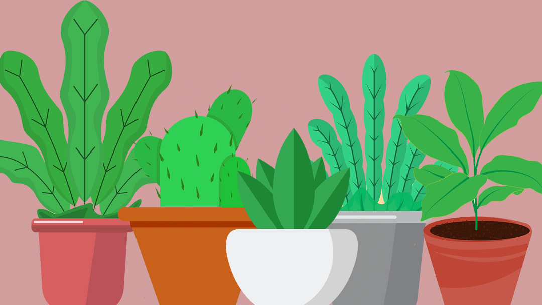 Es grünt so grün, wenn Zimmerpflanzen blühen | Spezial