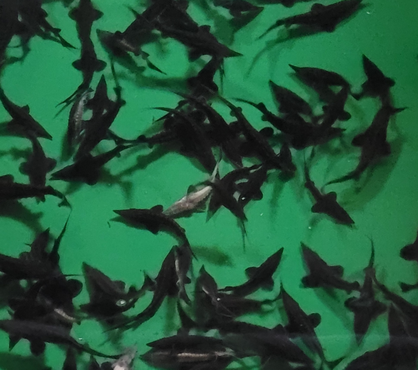 © Marius Legowski, FluxFM.