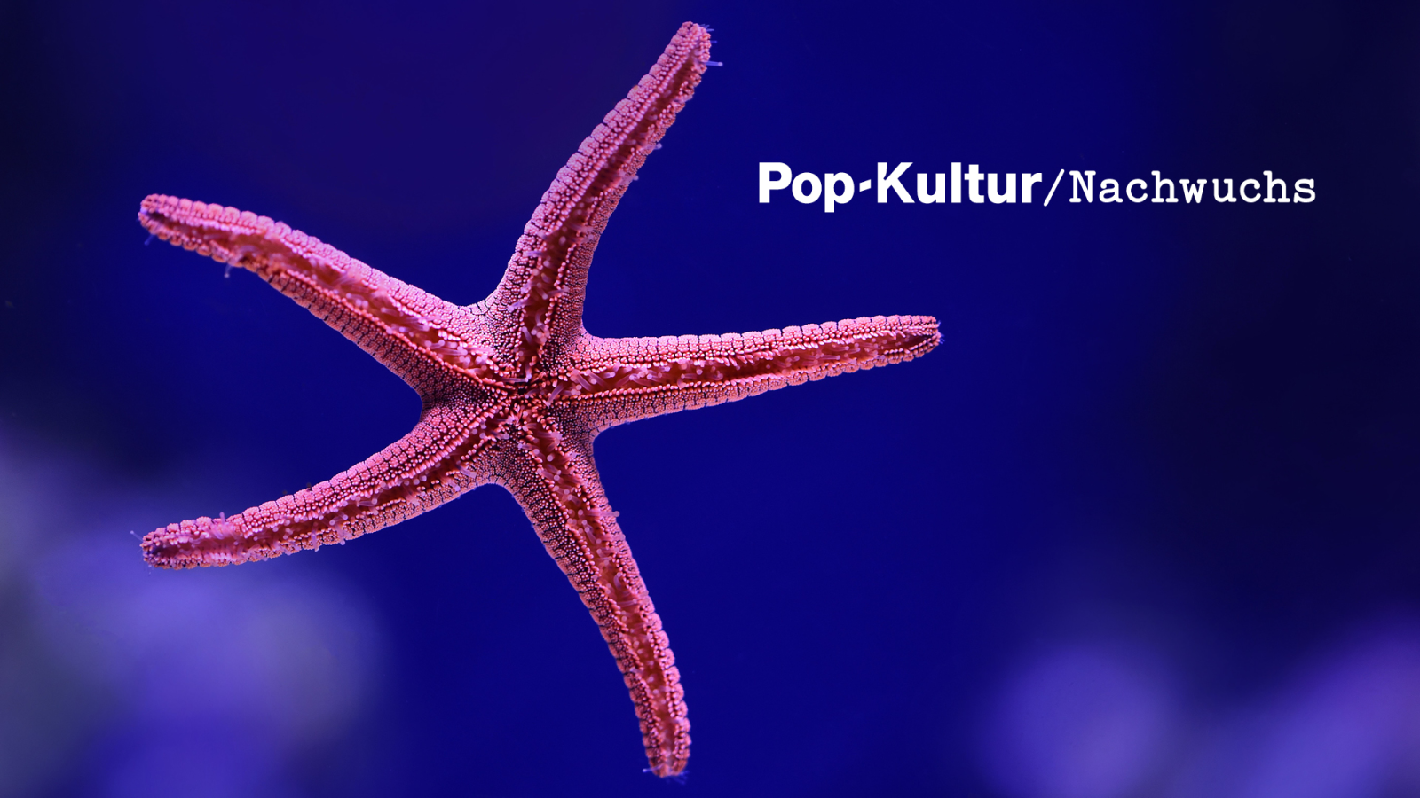 Werdet Pop-Kultur Nachwuchs 2022